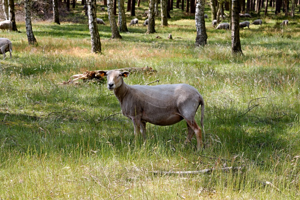 kalmhoutese heide hei hdr natuurgebied natuur landschap natuurpark natuurreservaat wandelen heidegebied bossen vennen
